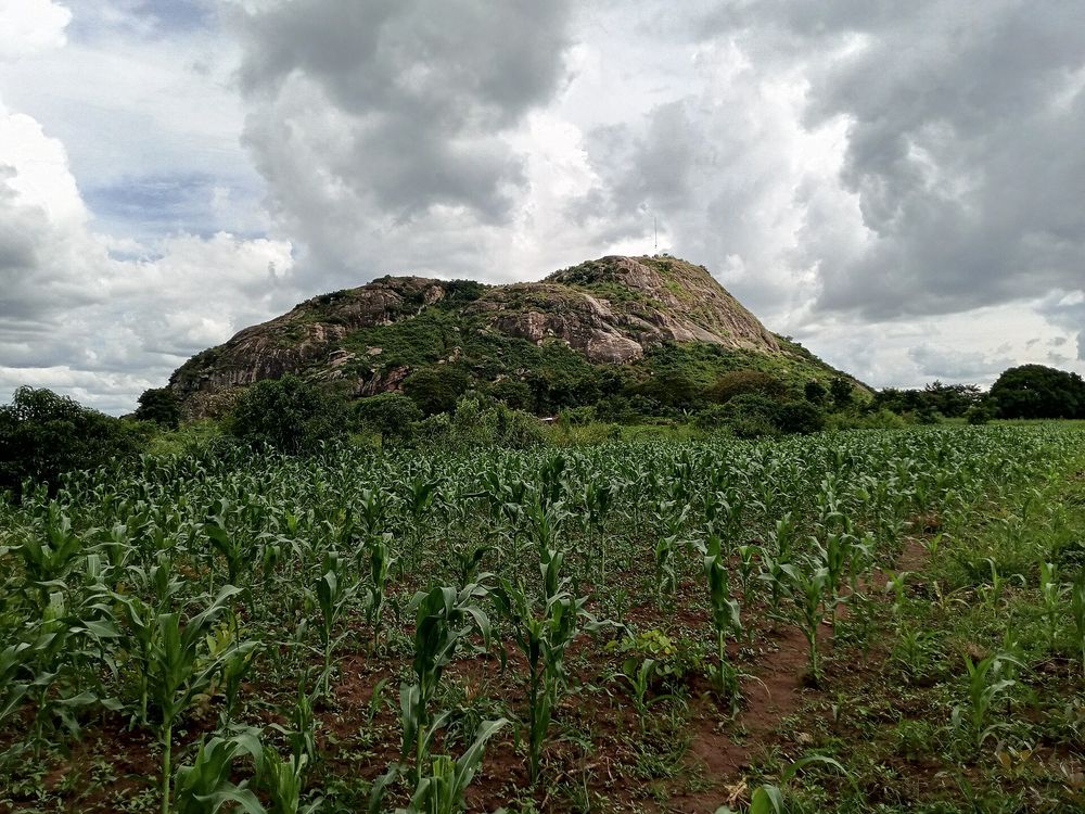 Brdo Ngetta iznad polja kukuruza u okrugu Lira, sjeverna Uganda.